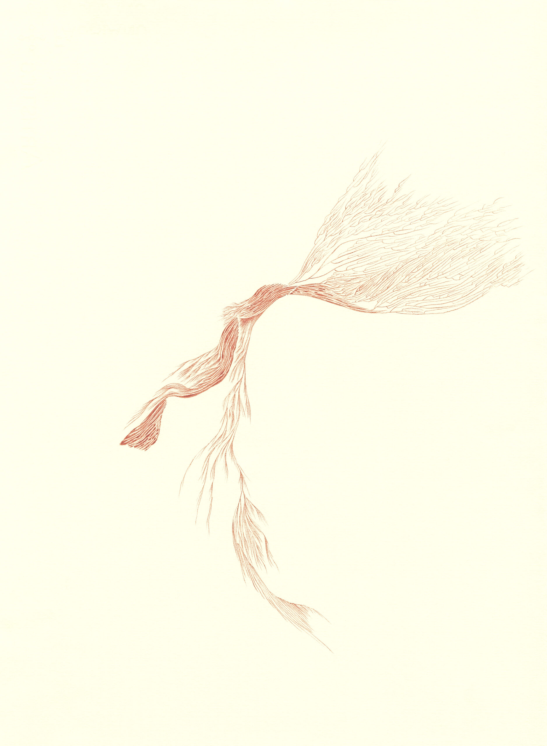Ilana Halperin, Extremophile drawing, 2024 ongoing series